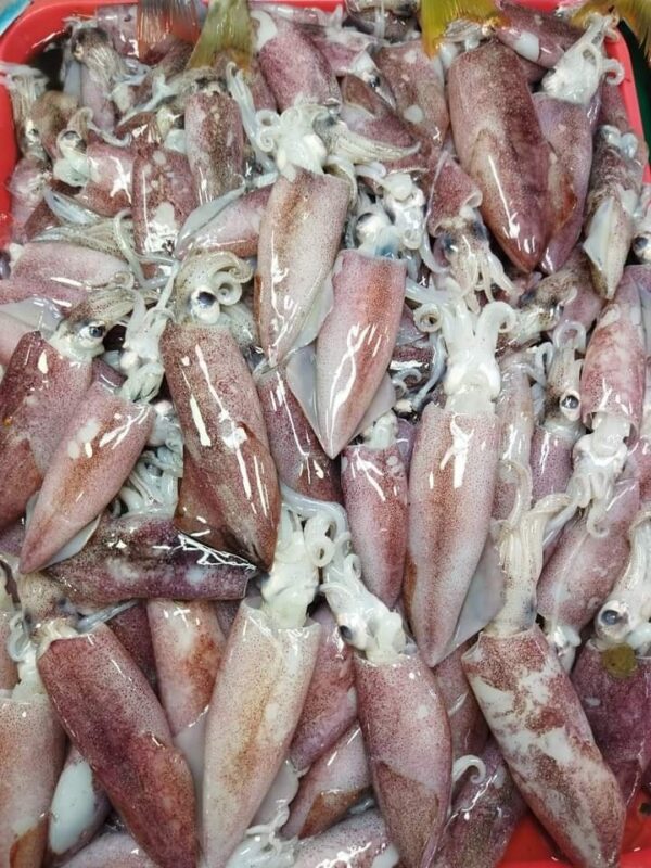 Pusit