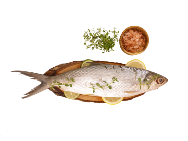 Bangus