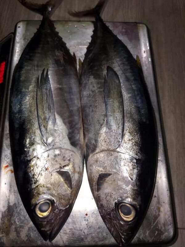 Yellow Fin