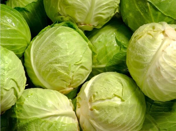 Cabbage/Repolyo